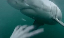 娱乐吃瓜酱鲨鱼视频,揭秘鲨鱼视频背后的秘密与趣味